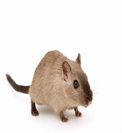 rodent removal